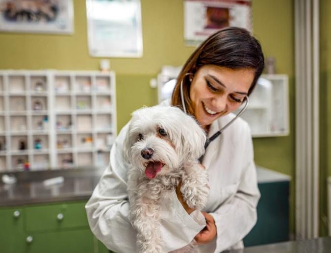 Veterinarian listening to dogs heart.